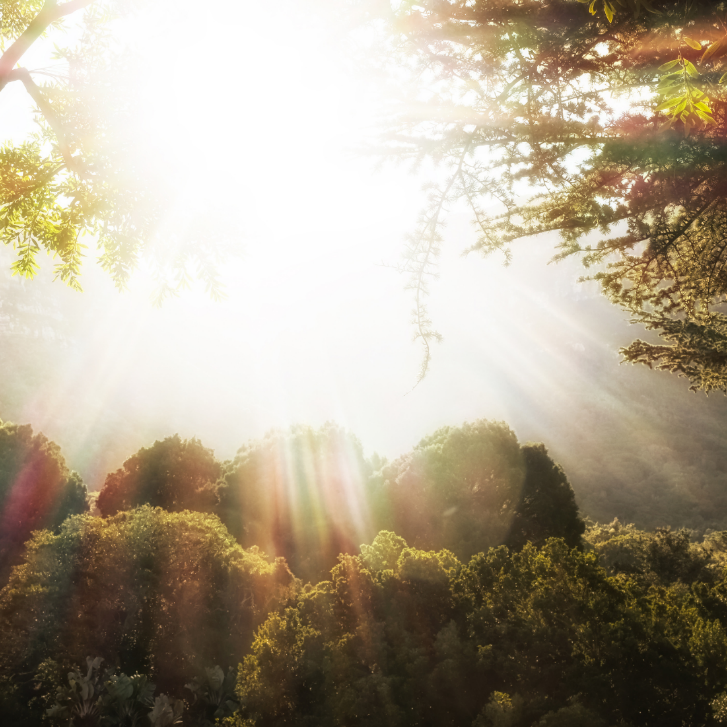 A sun shining through the trees in front of some bushes.