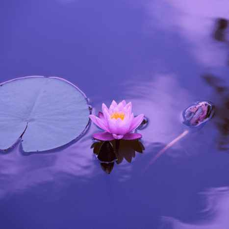 A purple flower floating on top of water.