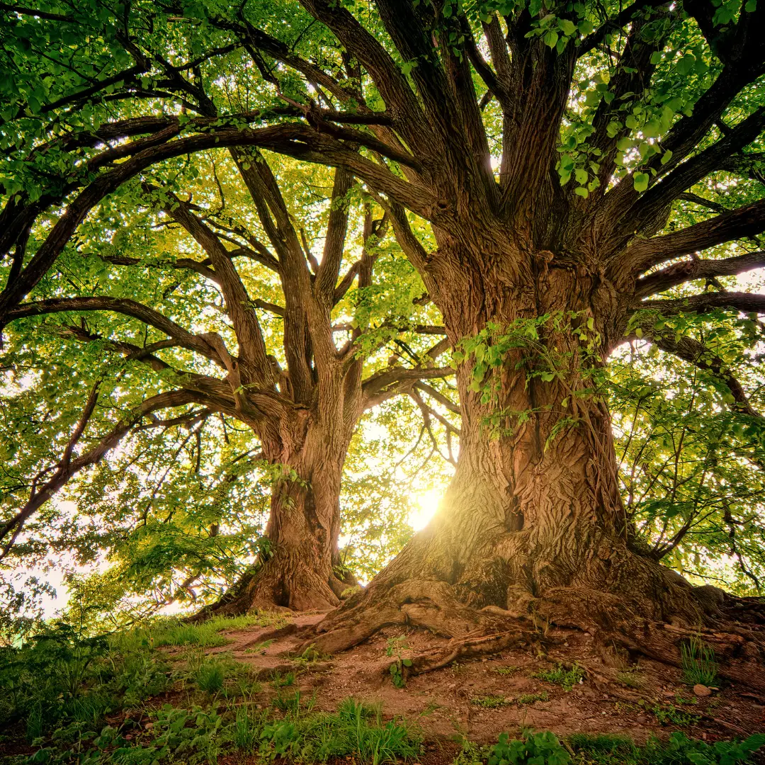 A tree with sun shining through it