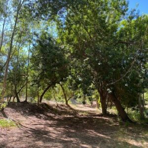 A forest with many trees and some dirt