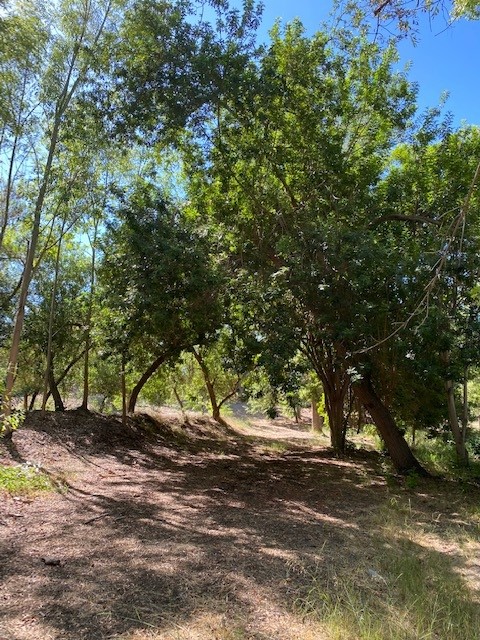 A forest with many trees and some dirt